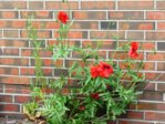 Mohn IMG_2756.JPG