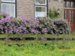 Rododendron IMG_2755.JPG