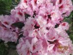 Rododendron IMG_2760.JPG