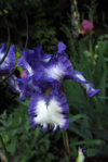 P6032794_2015-06-03_Iris.JPG