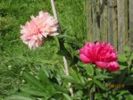 Bauernrose IMG_2856.JPG