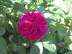 Rose IMG_2895.JPG