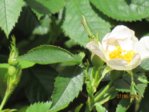 Wildrose IMG_2847.JPG