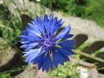 Kornblume IMG_2926.JPG