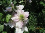 Heckenrose IMG_2984.JPG