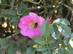 Heckenrose IMG_2997.JPG