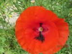 Mohn IMG_3003.JPG