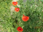 Mohn IMG_3005.JPG