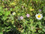 Wiesenblumen IMG_2983.JPG