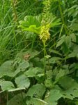 K1024_Ligularia sibirica.JPG