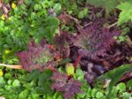 K1024_Rheum palmatum.JPG