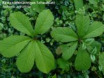 K1024_Rodgersia aesculifolia.JPG