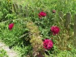 Bauernrose IMG_3297.JPG