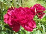 Bauernrose IMG_3298.JPG