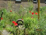 Wildblumen IMG_3306.JPG