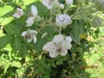 Brombeere IMG_3683.JPG