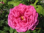 Rose IMG_3666.JPG