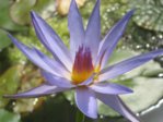 Nymphaea caerulea2.jpg