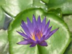 Nymphaea capensis var. zanzibariensis2.jpg