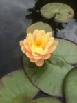 Nymphaea `Clyde Ikins 2015.07.16 007.jpg