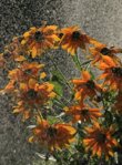 Rudbeckie_Prairie Sun_water_drops_rain_Gegenlicht1_800.JPG