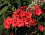 Phlox knallrot_800.JPG