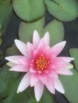 Nymphaea Gloriosa  2015.08.07 023.jpg