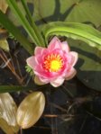 Nymphaea Gloriosa 2015.06.04 008.jpg