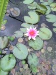 Nymphaea Gloriosa 2015.07.16 012.jpg