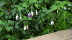 weiß-lila Fuchsie 4.JPG