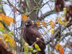 Bussard IMG_9544.JPG