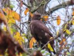 Bussard IMG_9545.JPG