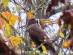 Bussard IMG_9547.JPG