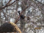 Amsel IMG_0064.JPG