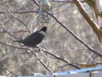 Amsel IMG_0072.JPG