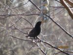 Amsel IMG_0073.JPG