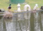 enten.jpg