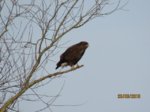 Bussard IMG_1104.JPG