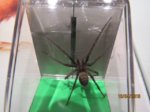 Spinne IMG_1614.JPG