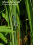 K1024_Coenagrion puella.JPG