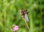 K1024_Libellula depressa.JPG