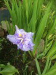 Iris Kaempferi (von Osterdiek) 2016-05-26 004.jpg