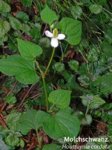 K1024_Houttuynia cordata.JPG