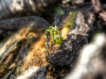 M1210398_399_400_401_402_403_404_tonemapped_2016-08-21_Mosaikjungfer_HGT.jpg