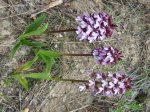 Orchis purpurea.jpg