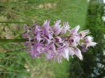 Orchis simia.jpg