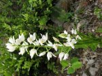 Cephalanthera longifolia.jpg