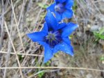 Gentiana clusii Detail.jpg