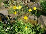 Meconopsis cambrica.jpg