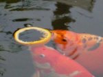 Koi Orange 4.JPG